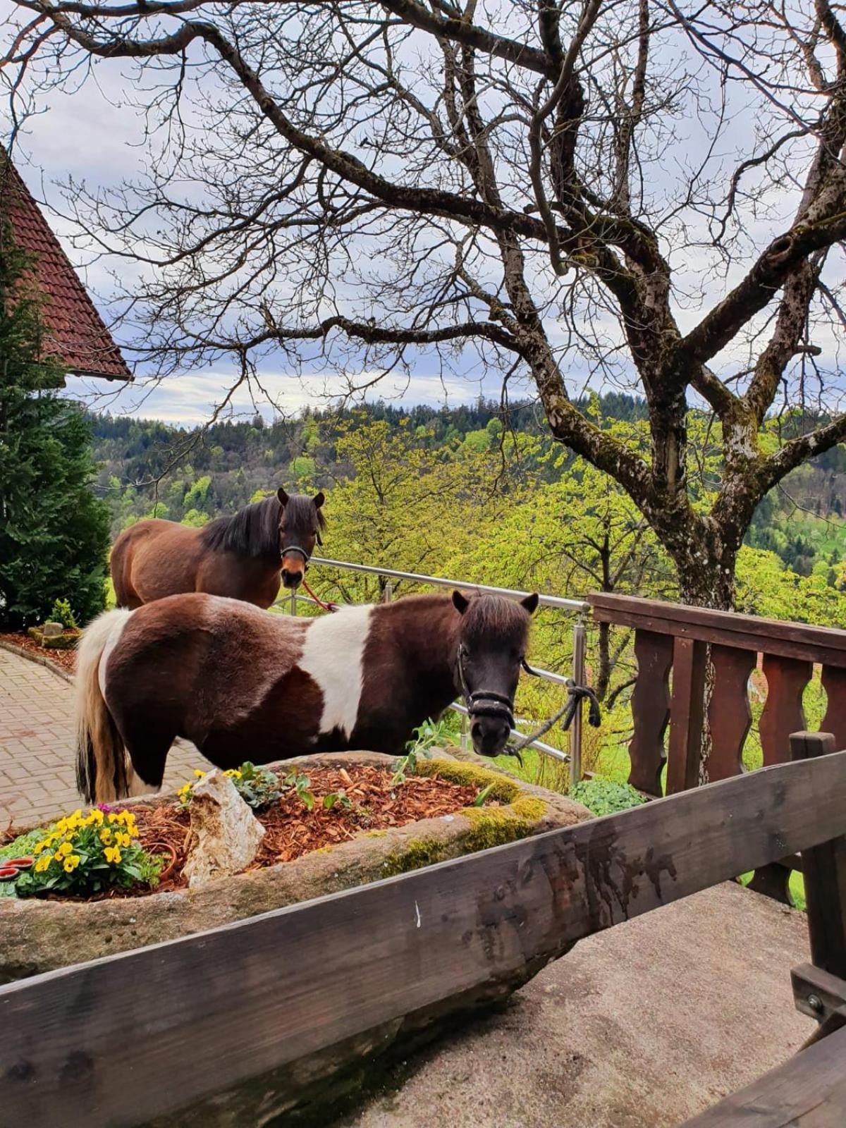 Ferienhof Fischer Seebach Exteriér fotografie