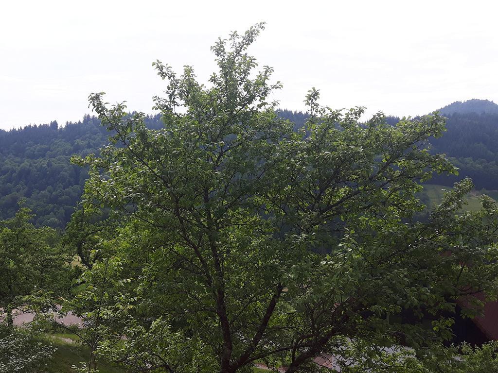 Ferienhof Fischer Seebach Exteriér fotografie